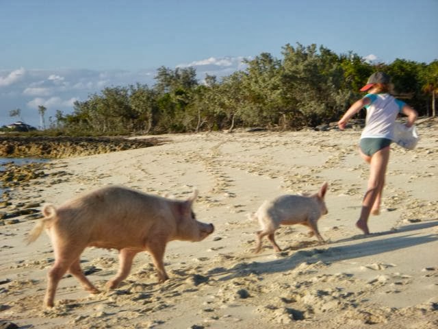 swimming pigs at great major cay exuma bahamas cruising destination bahamas