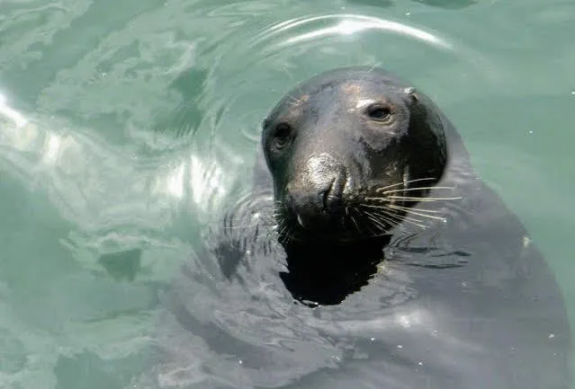 Howth Walk: Seal in Howth Harbour