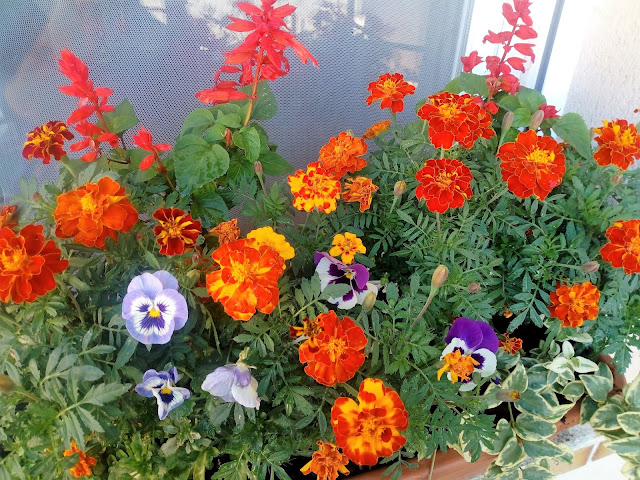 Composición floral jardinera