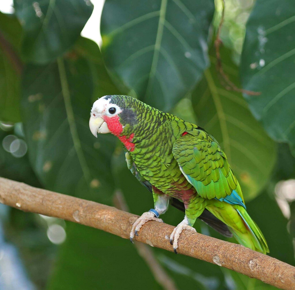 Birds Of the Day Amazon Parrot Sparrow Hawk Owl Amazing Pets