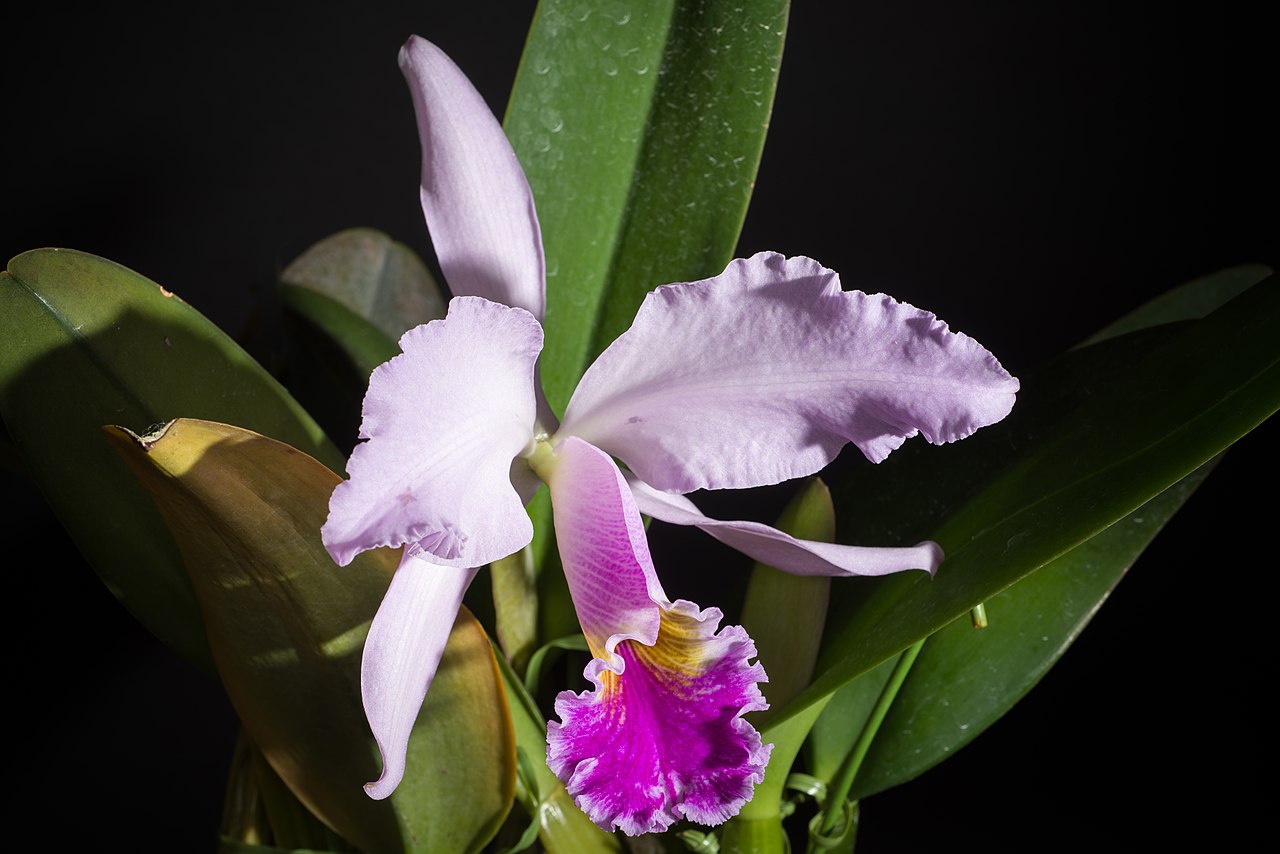 Cattleya gaskelliana. 