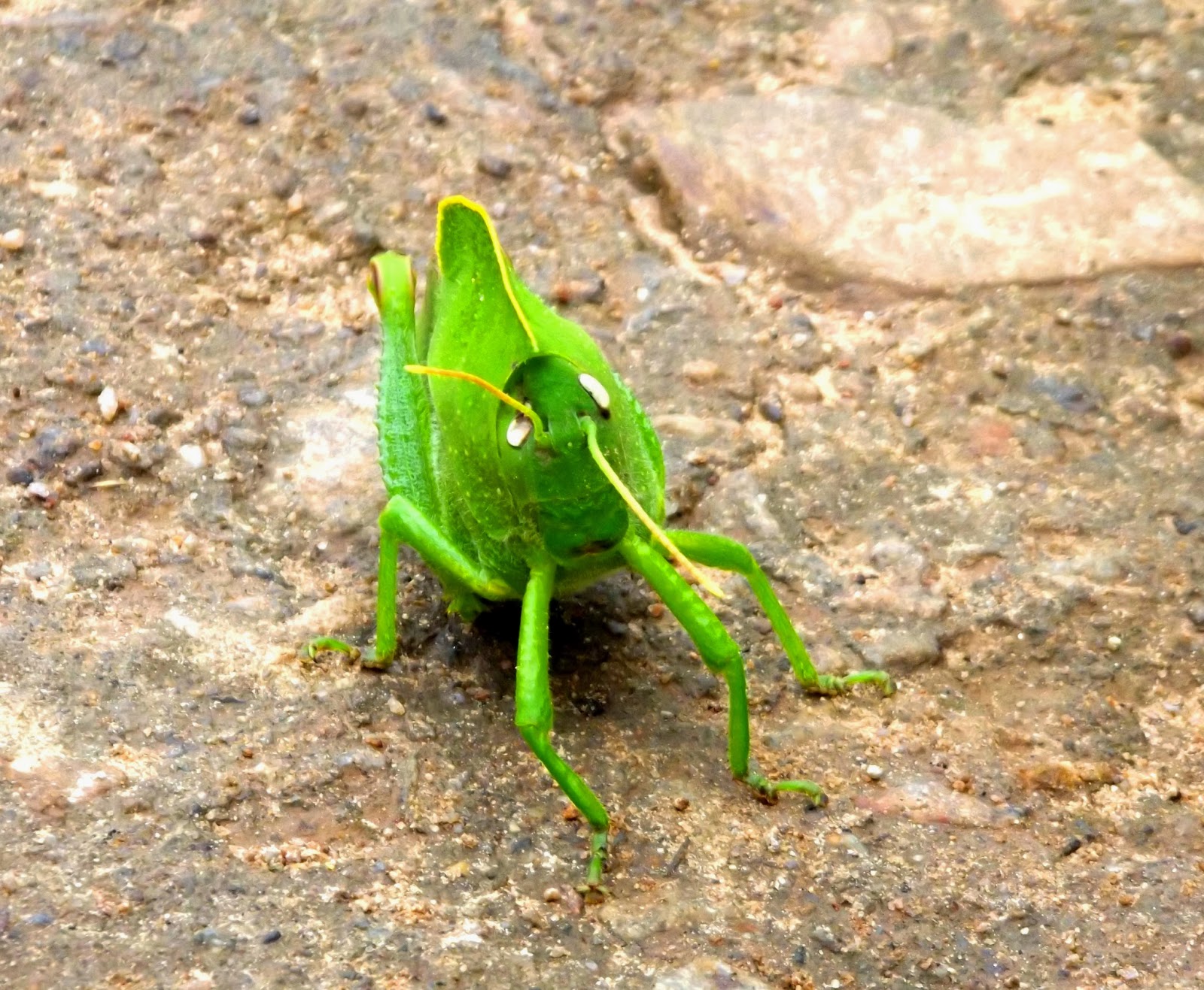 A tiny friend on the way to mahendragiri A tiny friend on the way to mahendragiri
