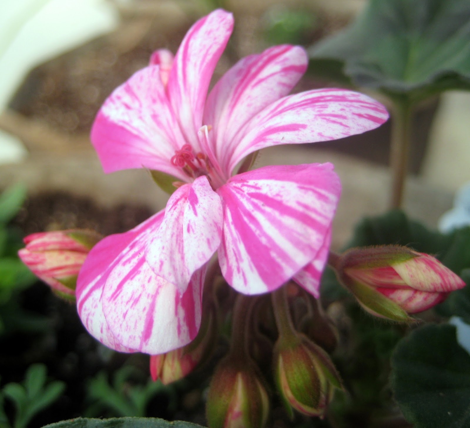 The Tattooed Gardener: The Geranium (Pelargoniums)