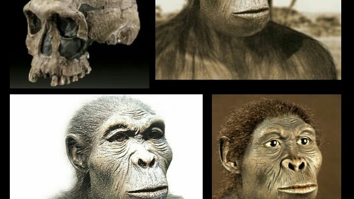 Pengertian Dan Ciri Ciri Homo Habilis Zona Penemuan