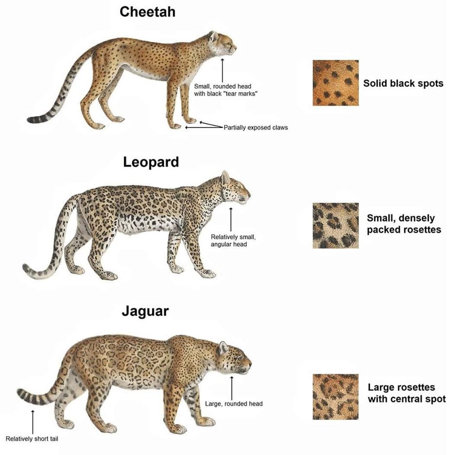 வளவு: Cheetah, Jaguar, Leopard, Panther
