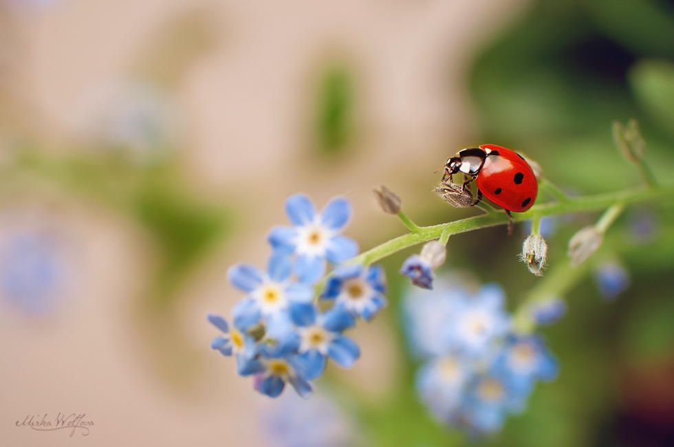 4. Ladybug