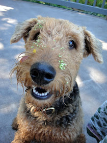 viva la dog spa grooming spritz