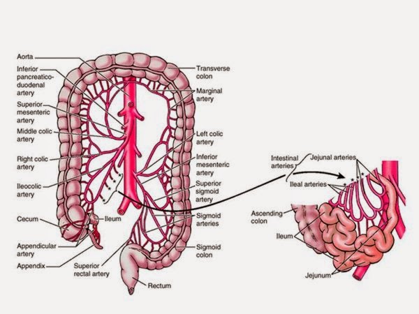Кровоснабжение тонкой кишки схема