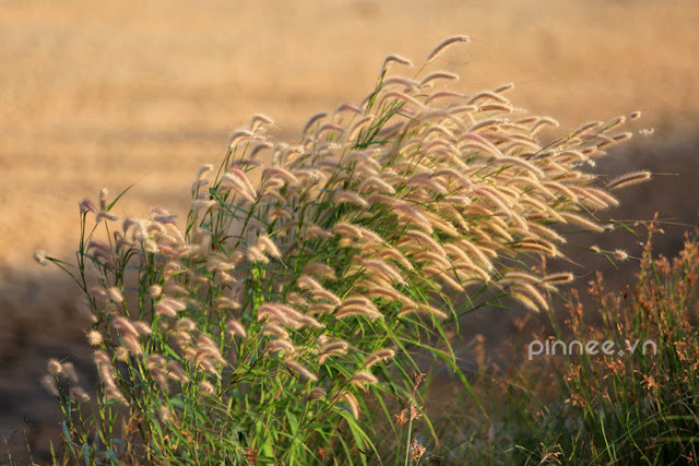 Top 99 Bài Thơ & Những Câu Thơ Ngắn Hay Về Hoa Cỏ May Thật Đẹp