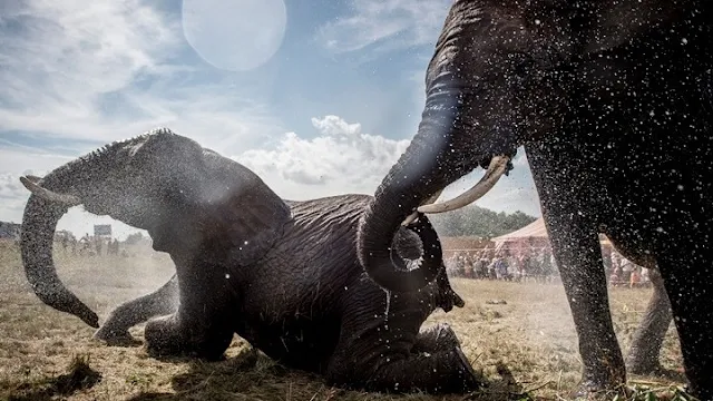 100 ελέφαντες πέθαναν μέσα σε δυο μήνες από την ξηρασία στη νότια Αφρική