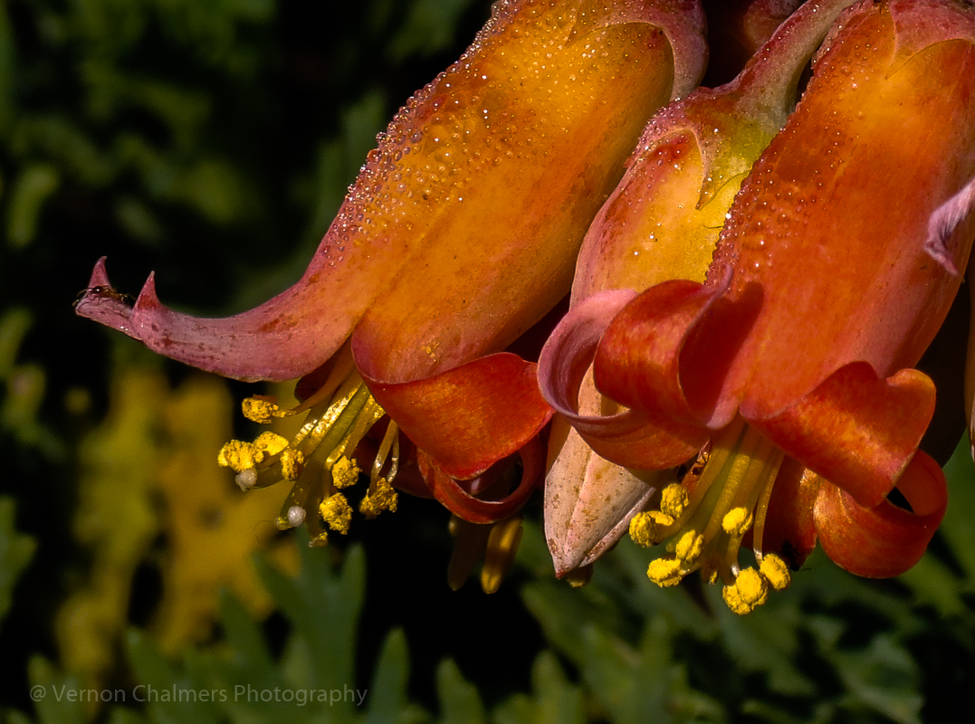 Vernon Chalmers Photography Canon PowerShot SX40 HS Camera For Sale