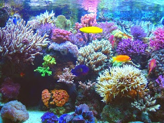 Resultado de imagen para arrecifes de coral