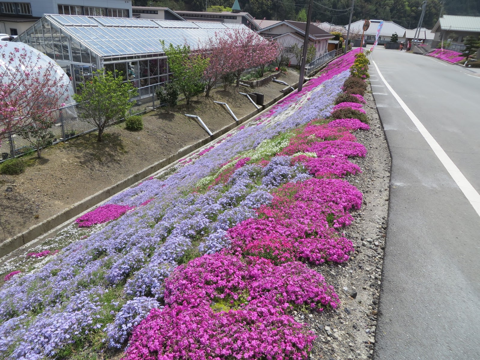 森の国 まつの通信 4月13日『芝桜まつり』