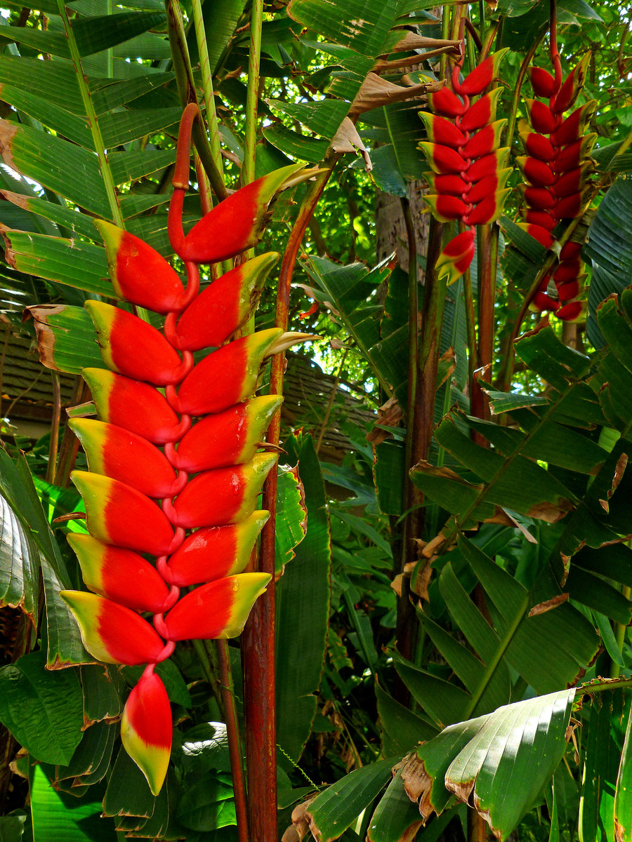 blossoms: Heliconia