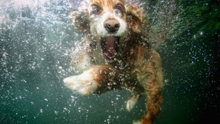 Σκύλος πέφτει κλαίγοντας στη θάλασσα για να σώσει το αφεντικό του που έκανε βουτιές [βίντεο]