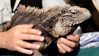 Bir adamın kucağındaki büyük iguana
