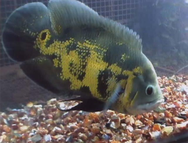 Klangenan: Ikan Oscar (Astronotus ocellatus)