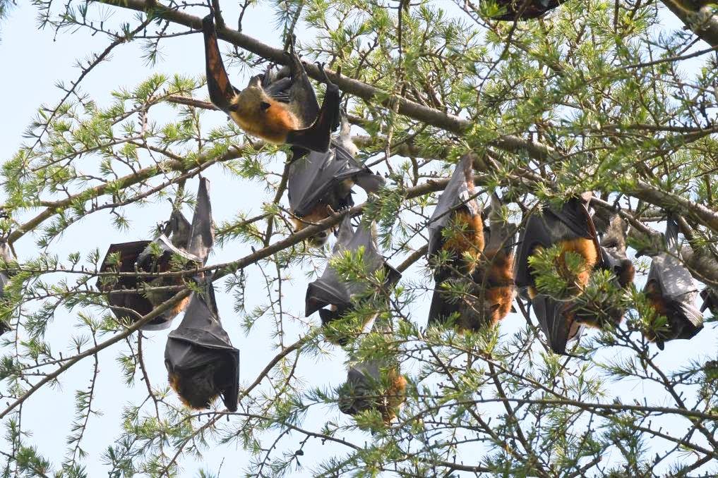 UPDATE | Bat Issues | Bathursts bats in Machattie Park have to go ...