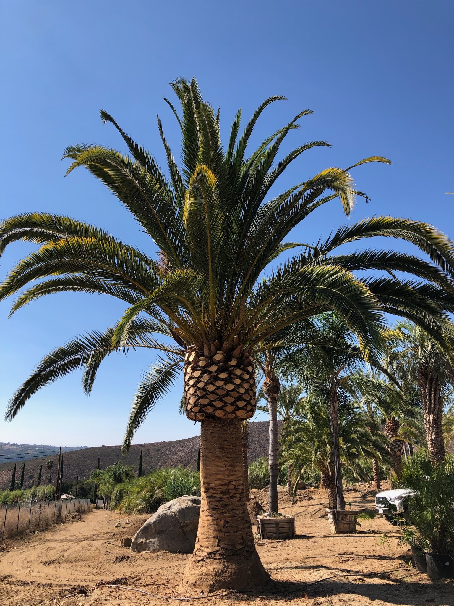 Gregory Palm Farms GREGORY PALM FARMS LARGE CANARY ISLAND DATE PALMS