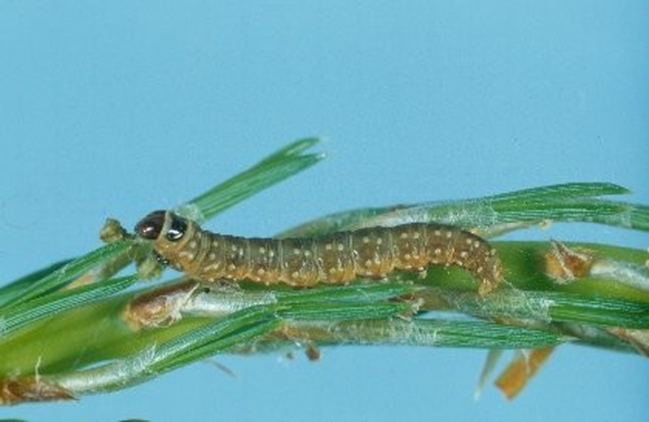 Varieties of Pest and Disease in Forest Nursery and their Control