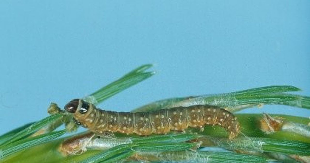 Varieties of Pest and Disease in Forest Nursery and their Control