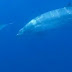 Scientists Think They've Discovered a New Species of Beaked Whale