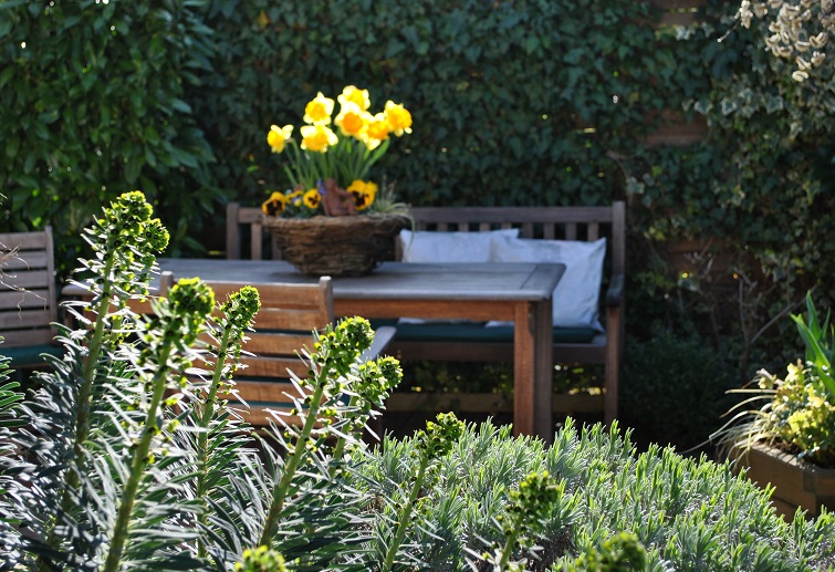 Osterglocken und Euphorbien Frühlingsgarten