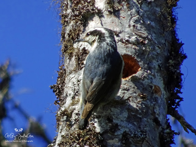 Nuthatch Picture