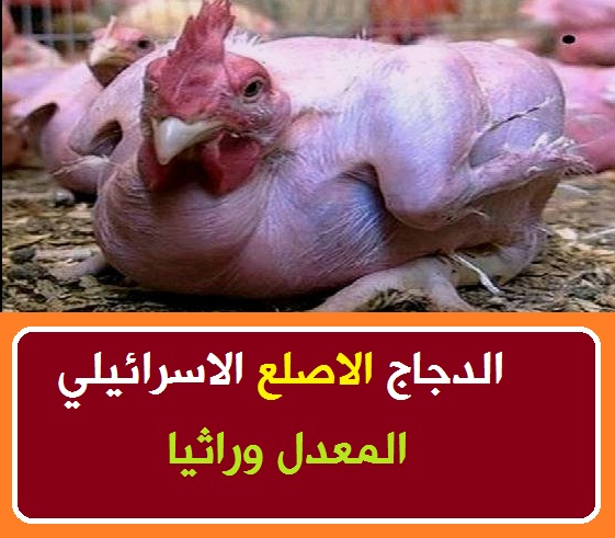 الدجاج الاصلع الاسرائيلي بين المميزات والعيوب