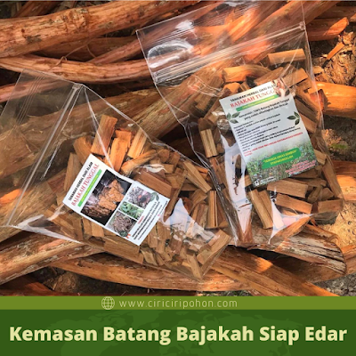 Kemasan Batang Bajakah Siap Edar