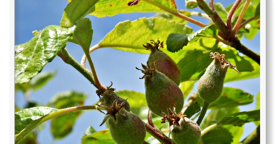 Mike's Cornwall Growing Apple Tree From A Pip Plus Cornwall's Eden