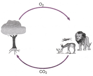 Explain the role of forest in maintaining the balance between oxygen and carbon dioxide in the atmosphere