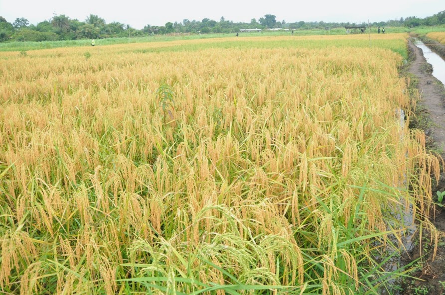 Nabie's Blog Farming Never Left My Blood