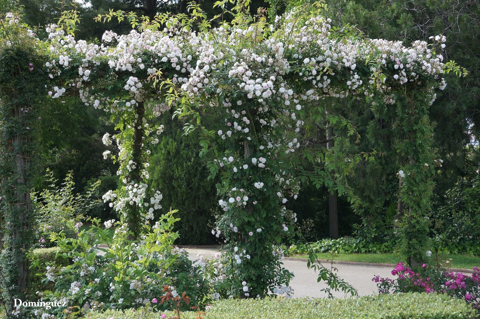 Álbum del tiempo: La pérgola