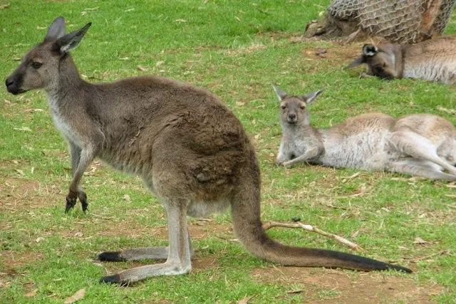 Adelaide to Melbourne Drive: Cleland Wildlife Park