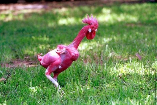 99 wow featherless bald chickenدجاج أصلع بدون ريش