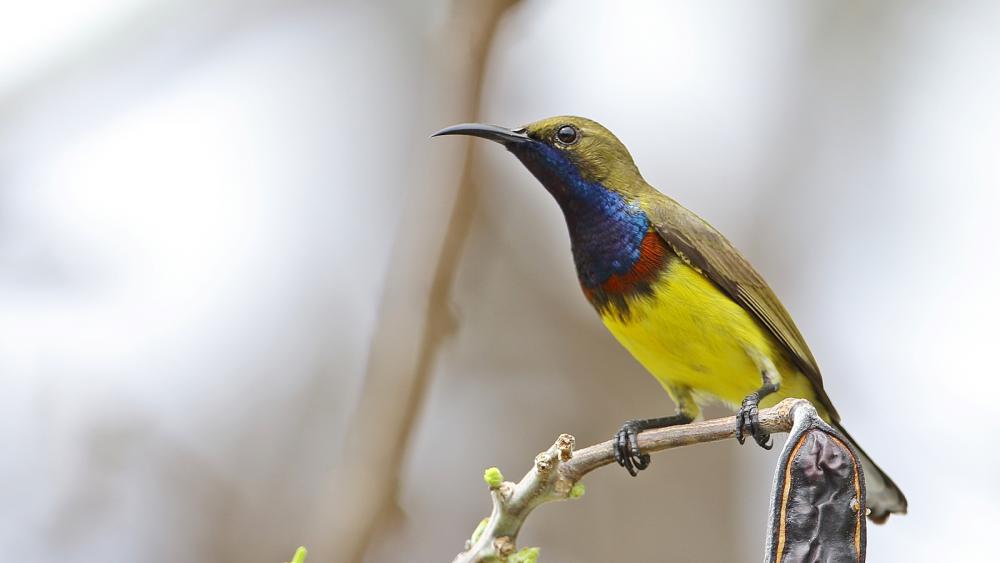 41+ Burung sogok ontong jantan terbaru
