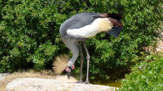 Bioparc Valencia. Bioparc Valencia.