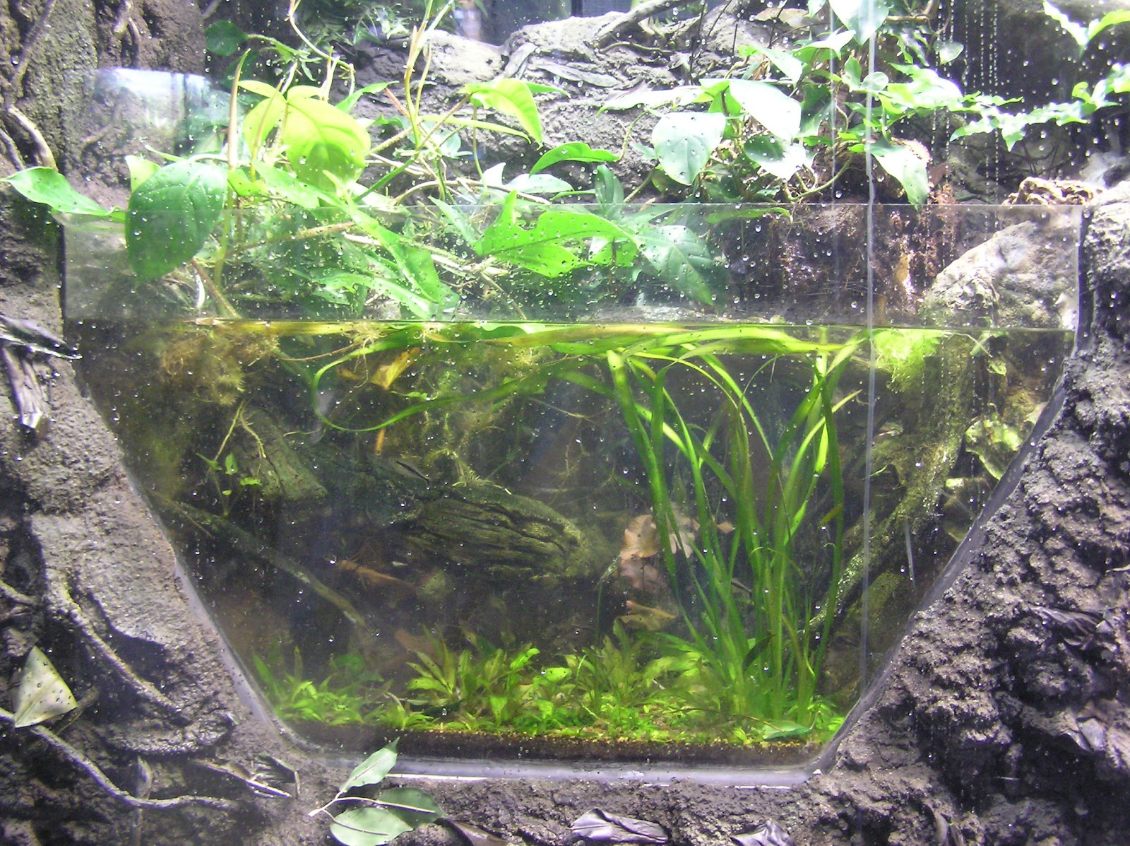 My Fresh Water Aquarium Natural Planted Tank (Walstad Method). Half