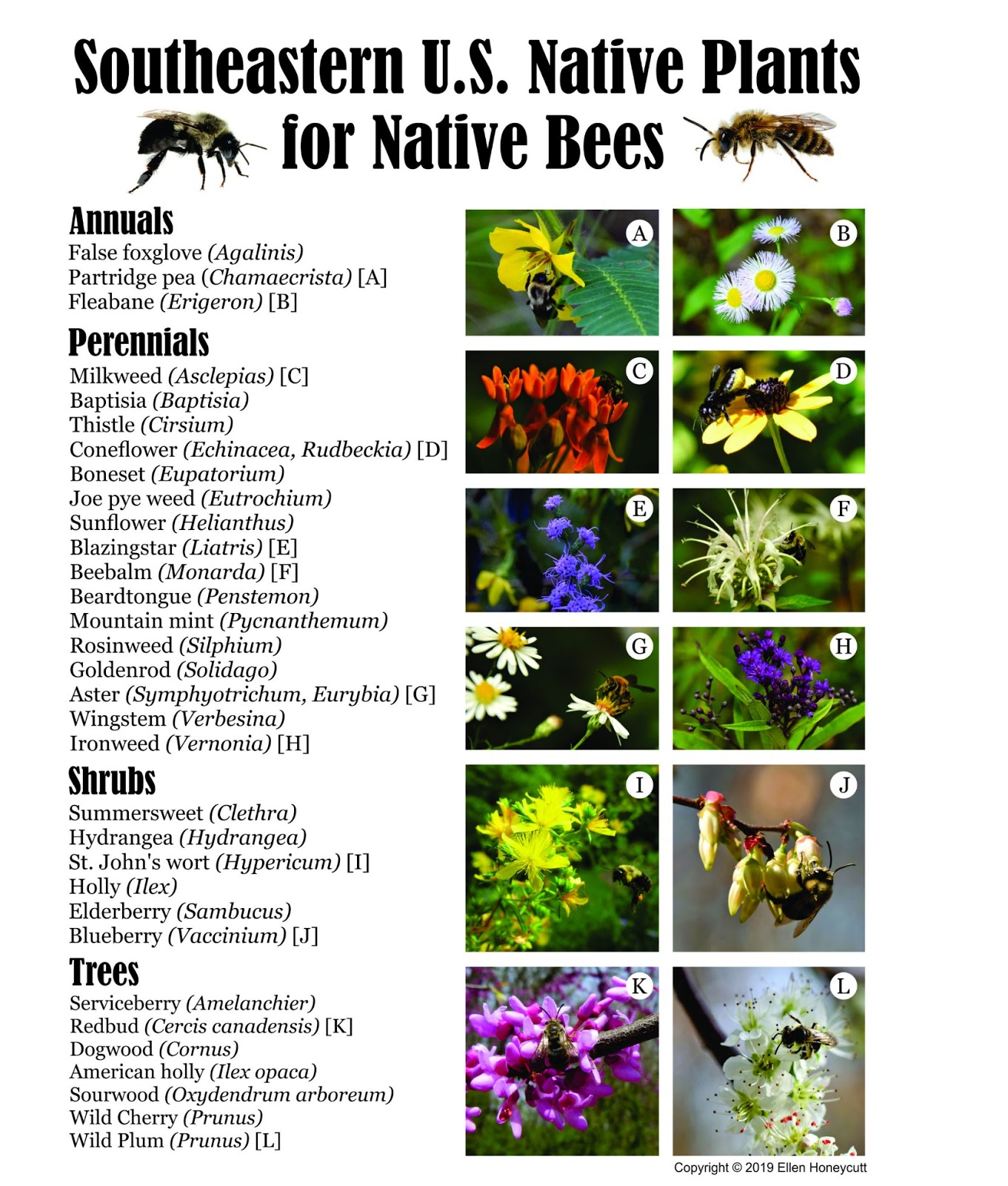 I. Introduction to Native Plants for Bees