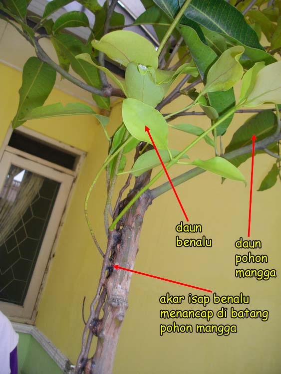 Tumbuhan Parasit Pohon Mangga
