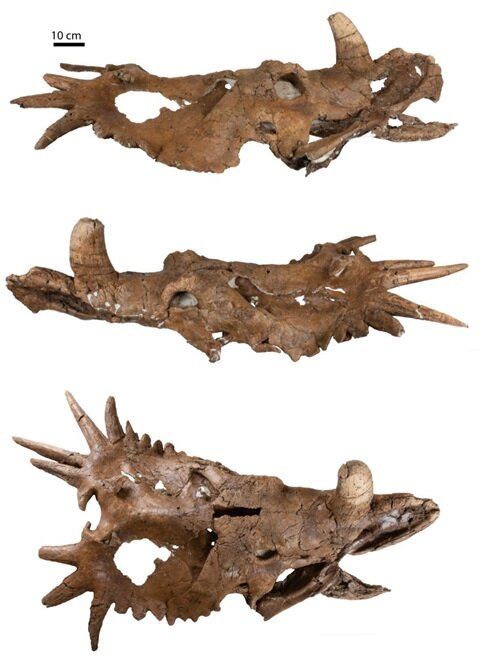 Το κρανίο των δεινοσαύρων κάνει υποθέσεις παλαιοντολογίας στο κεφάλι τους