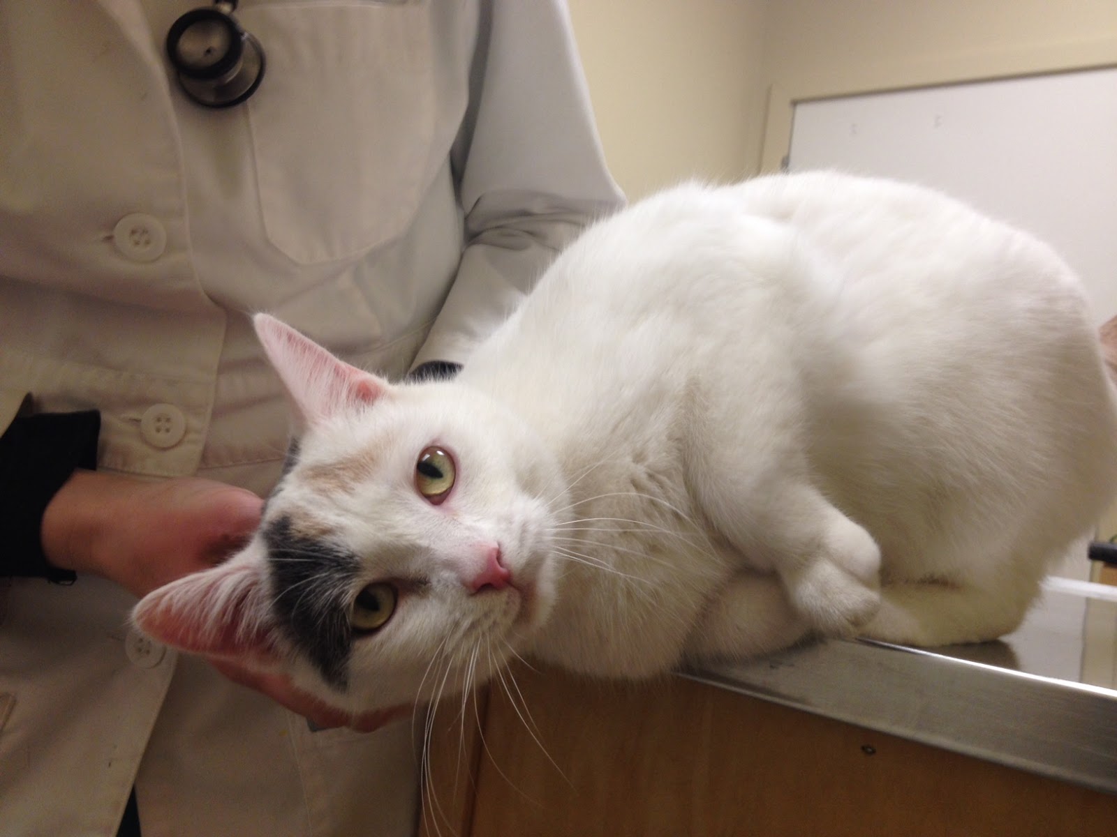 Heartworm Treatment For Cats catsgarden