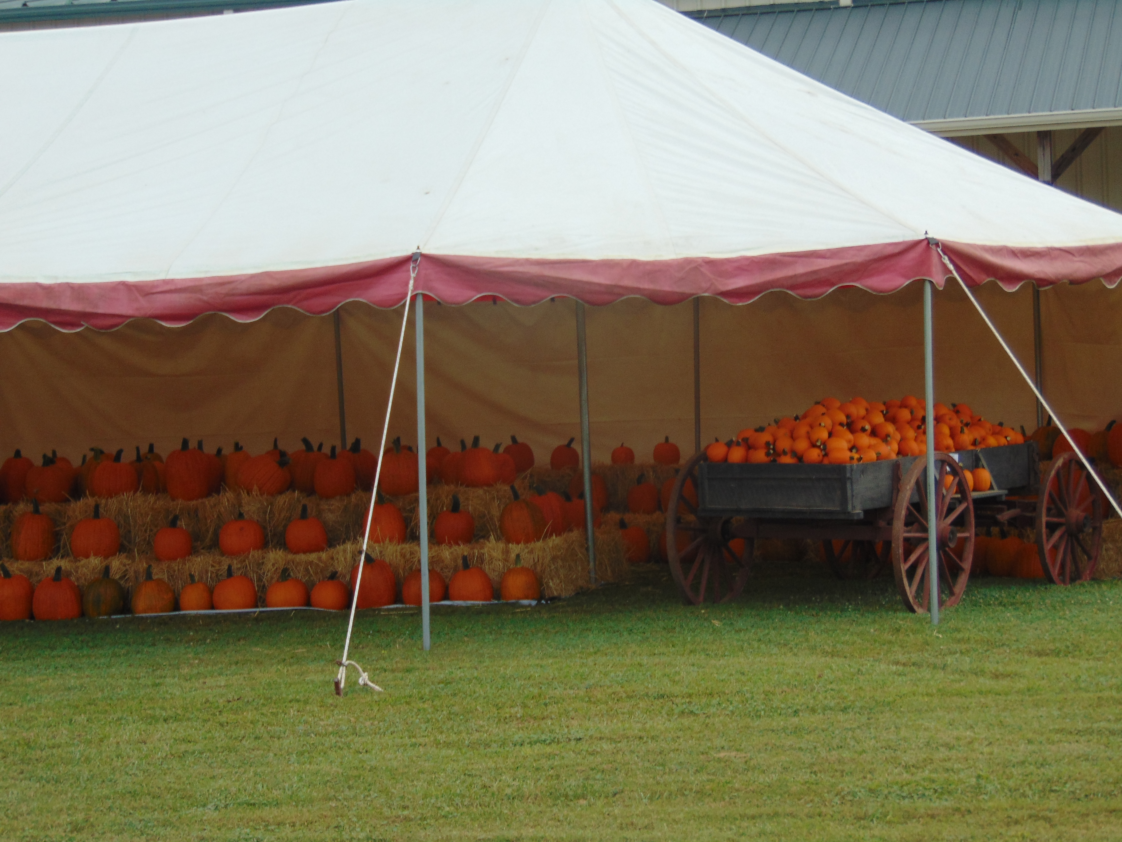Southern Fried Common Sense & Stuff The Market At Cotton Hills Farms