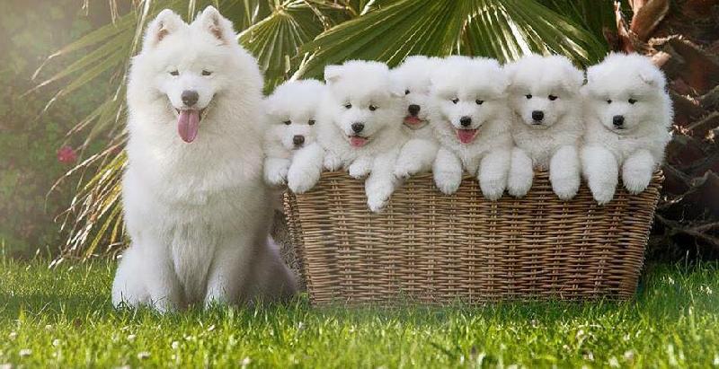 bộ ảnh đẹp đáng yêu của chó samoyed