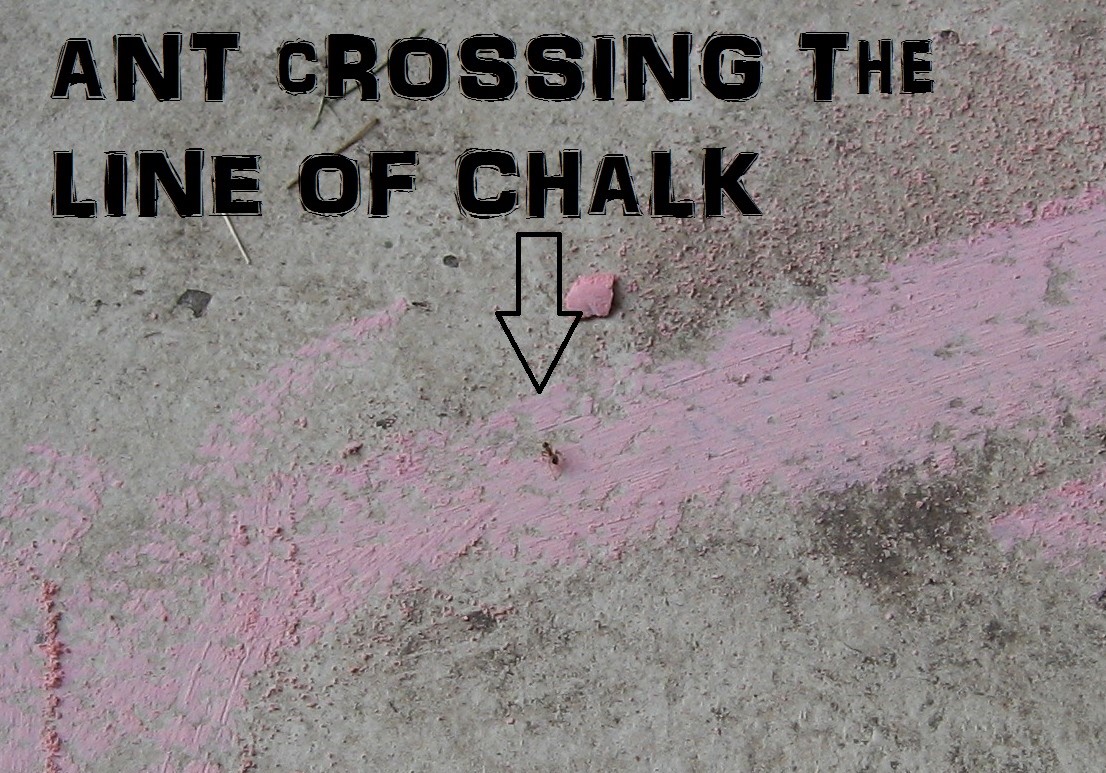 Almost Unschoolers Summer Science Will Ants Cross a Line of Chalk?