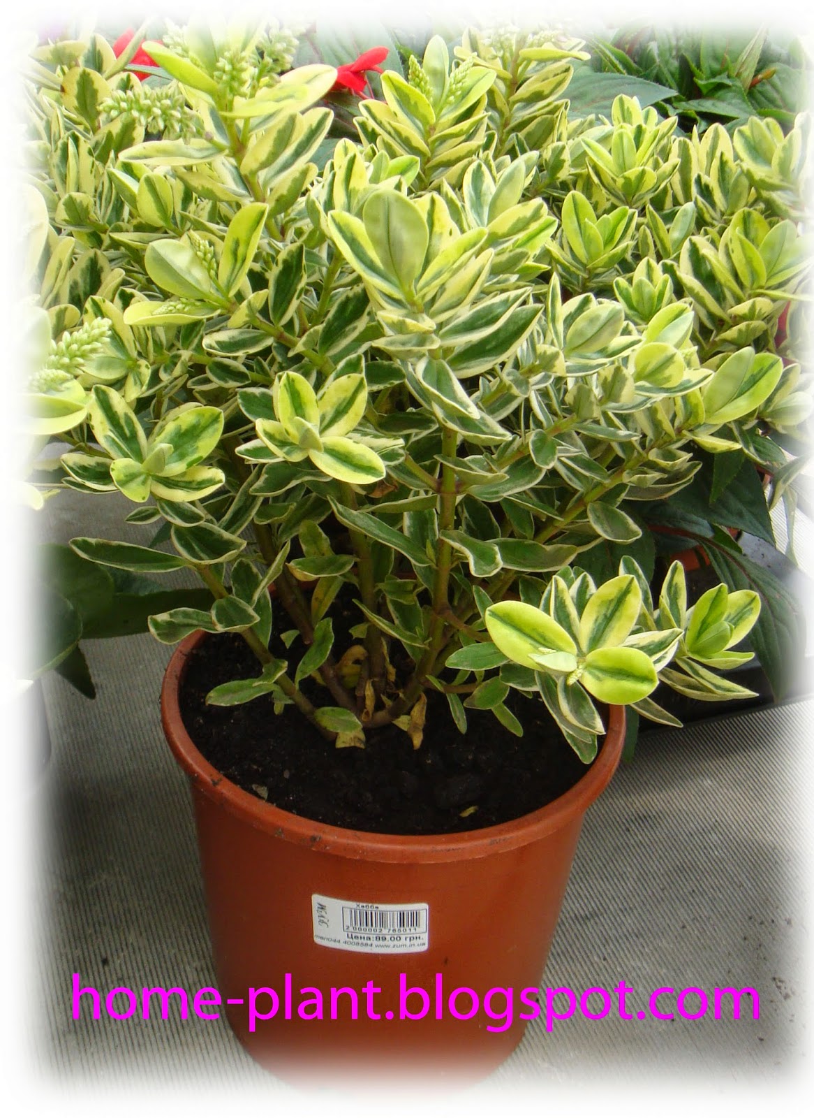 Euonymus растение