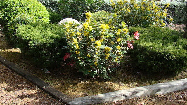 Mahonia o uvas de Oregón (Mahonia aquifolium (Pursh) Nutt.).
