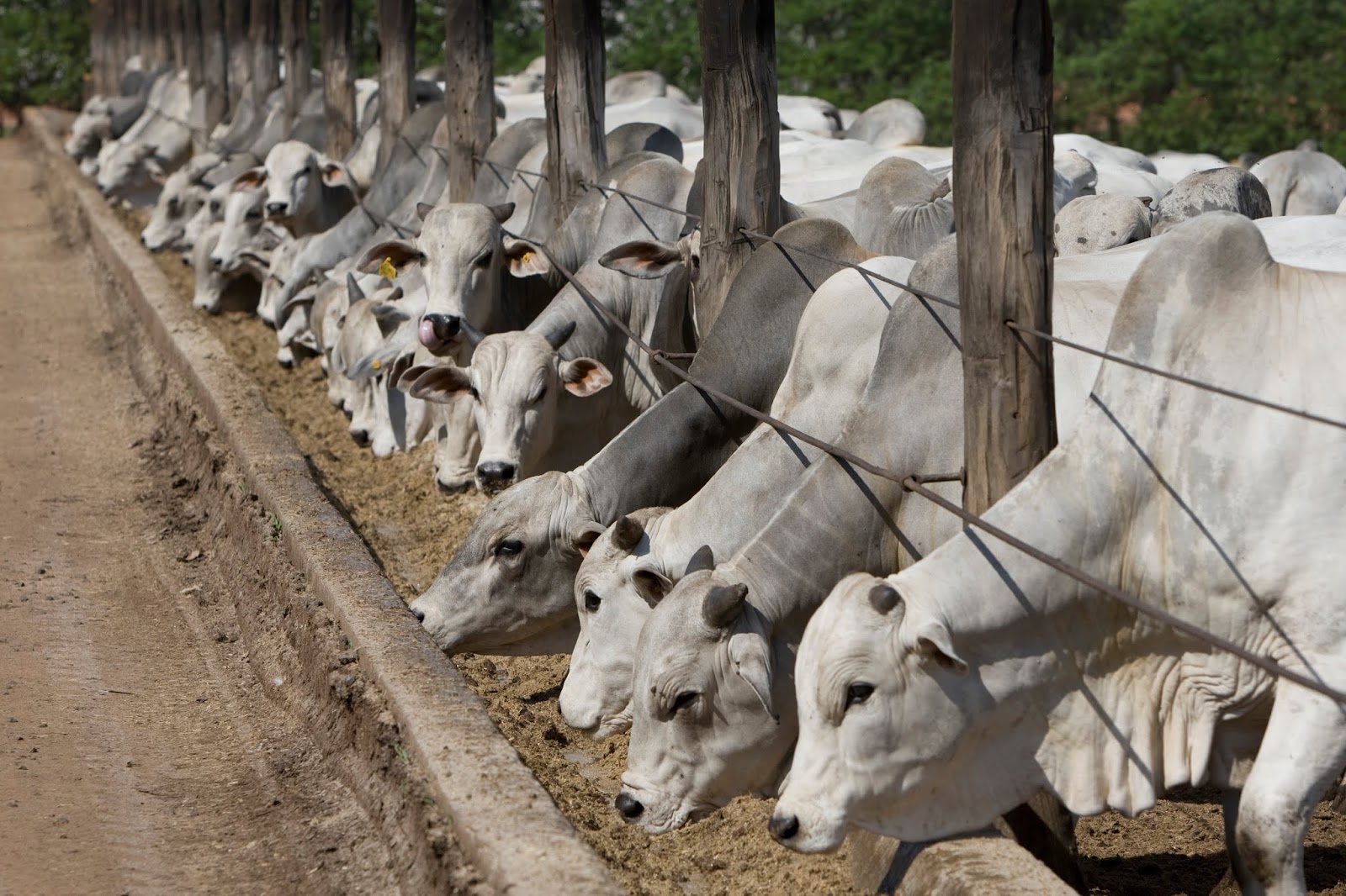 todo-sobre-confinamiento-producci-n-y-rentabilidad-de-ganado-bovino