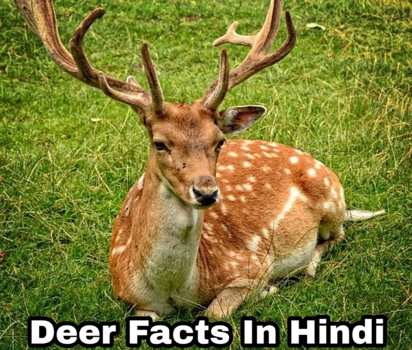 Deer Wonderful Facts In Hindi Hindi7facts Deer Wonderful Facts In Hindi Hindi7facts